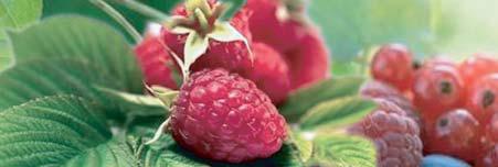fruit.jpg