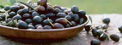 olivebio.jpg