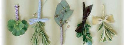 plantesbio.jpg