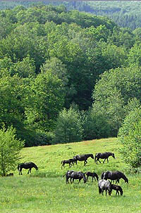 Les juments du Domaine des M�rens de Bibracte