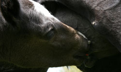 Ulyx de Bibracte et sa mère Hysope d'Ardenne.jpg