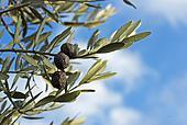 olives.jpg
