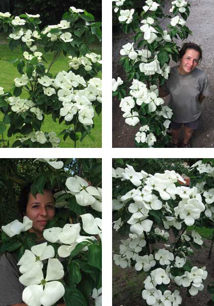 D��couvrez le Cornus Venus de Bamschule Eberts