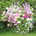 Une corbeille Flower Basket